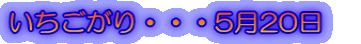 いちごがり・・・5月20日　